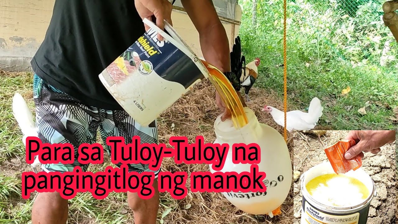 Egg 1000 powder food supplement for chicken time of breeding season.