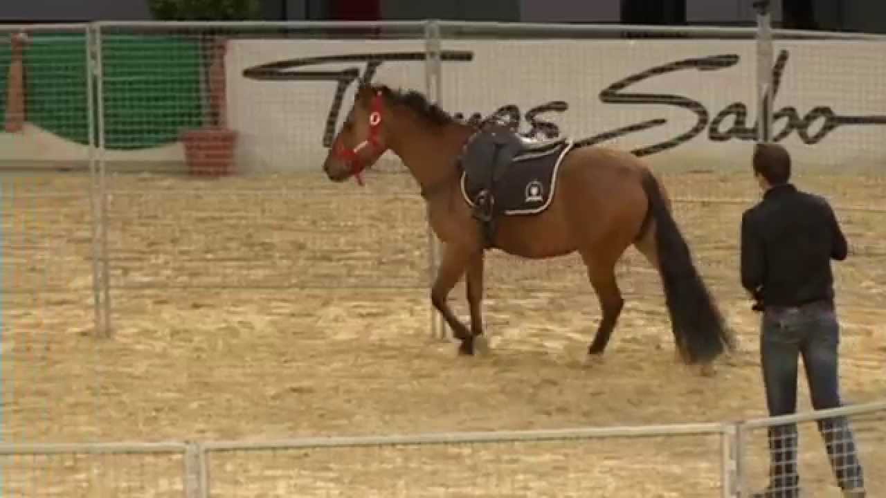 Luuk Teunissen - Faszination Pferd 2014 - Anreiten