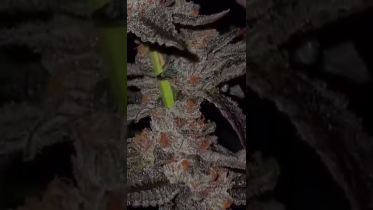 DESIGNER RUNTZ [GROWN BY PUREANDPROPERCO ]( Biscotti x strawberries&cream ) 🎩🌈🍨🍧🍓🍪🍦🥛 #calli