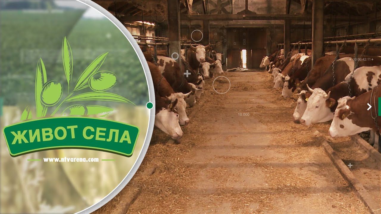 Stočarstvo i proizvodnja mlijeka obezbjeđuju siguran izvor prihoda na gazdinstvu Sakića u Popovima