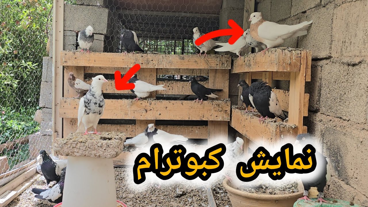 نمایش تمام کبوتر های خودم🕊