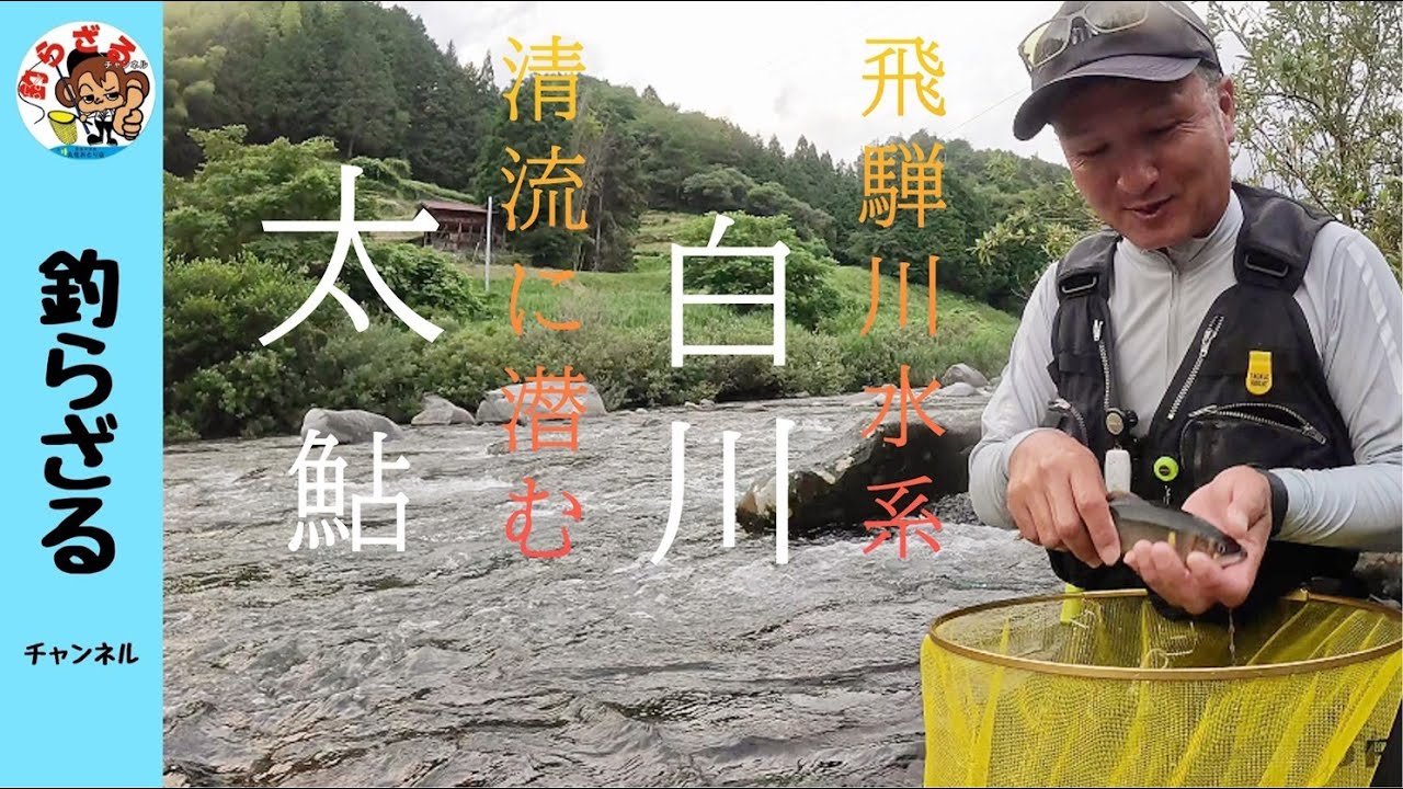 【鮎釣り2024】清流に潜む太鮎！飛騨川水系白川