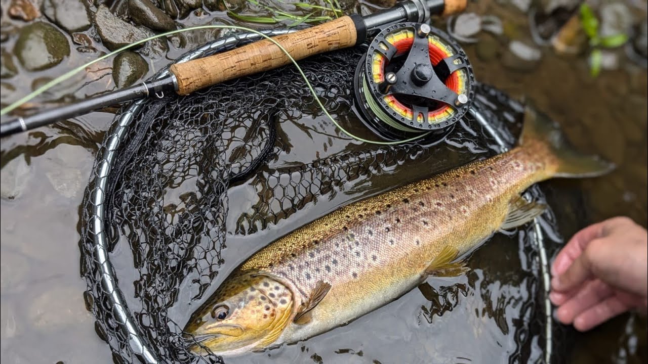 Dollaghan on the river bann