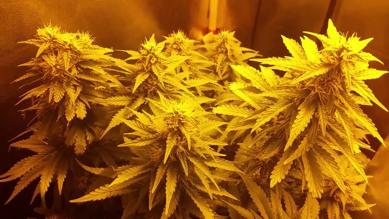 Mendocino Purple Kush (Medical Seeds): floraci&oacute;n semana 6