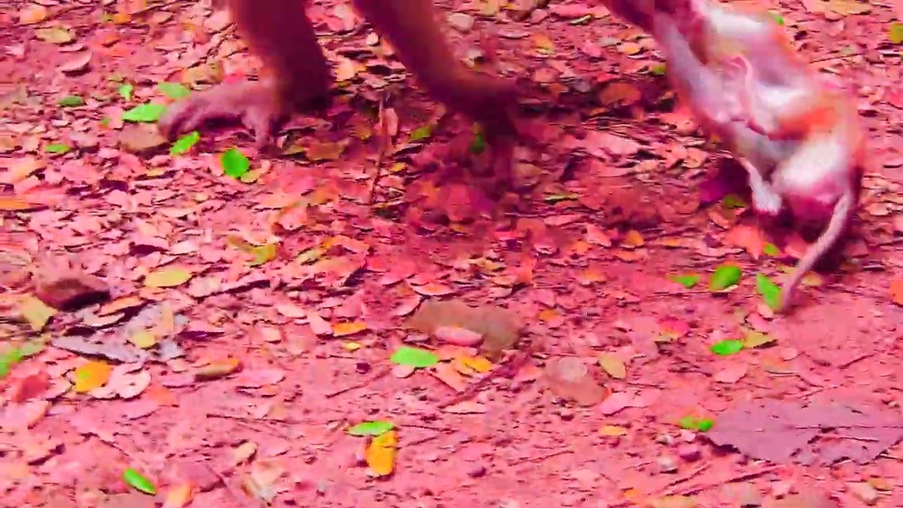 cute baby monkey2023 57