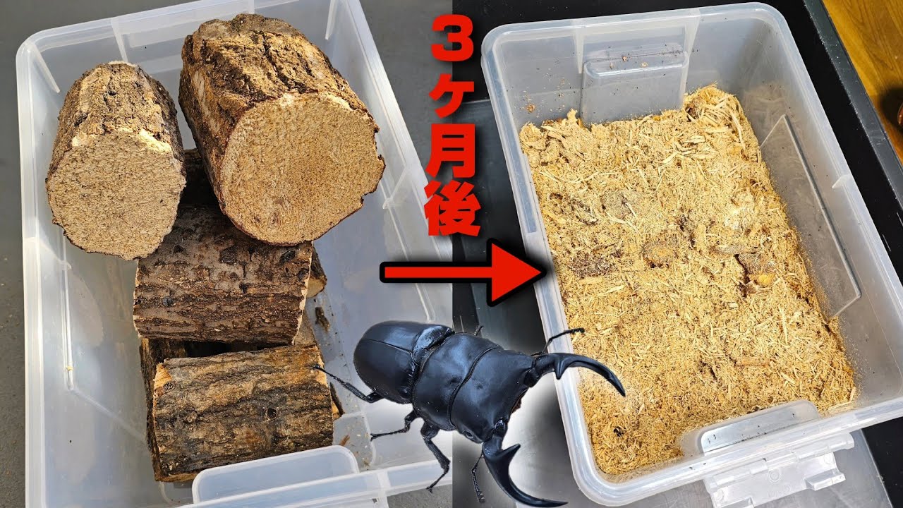 【クワガタブームの火付け役】の産卵材が粉々になっていたのでひっくり返した結果