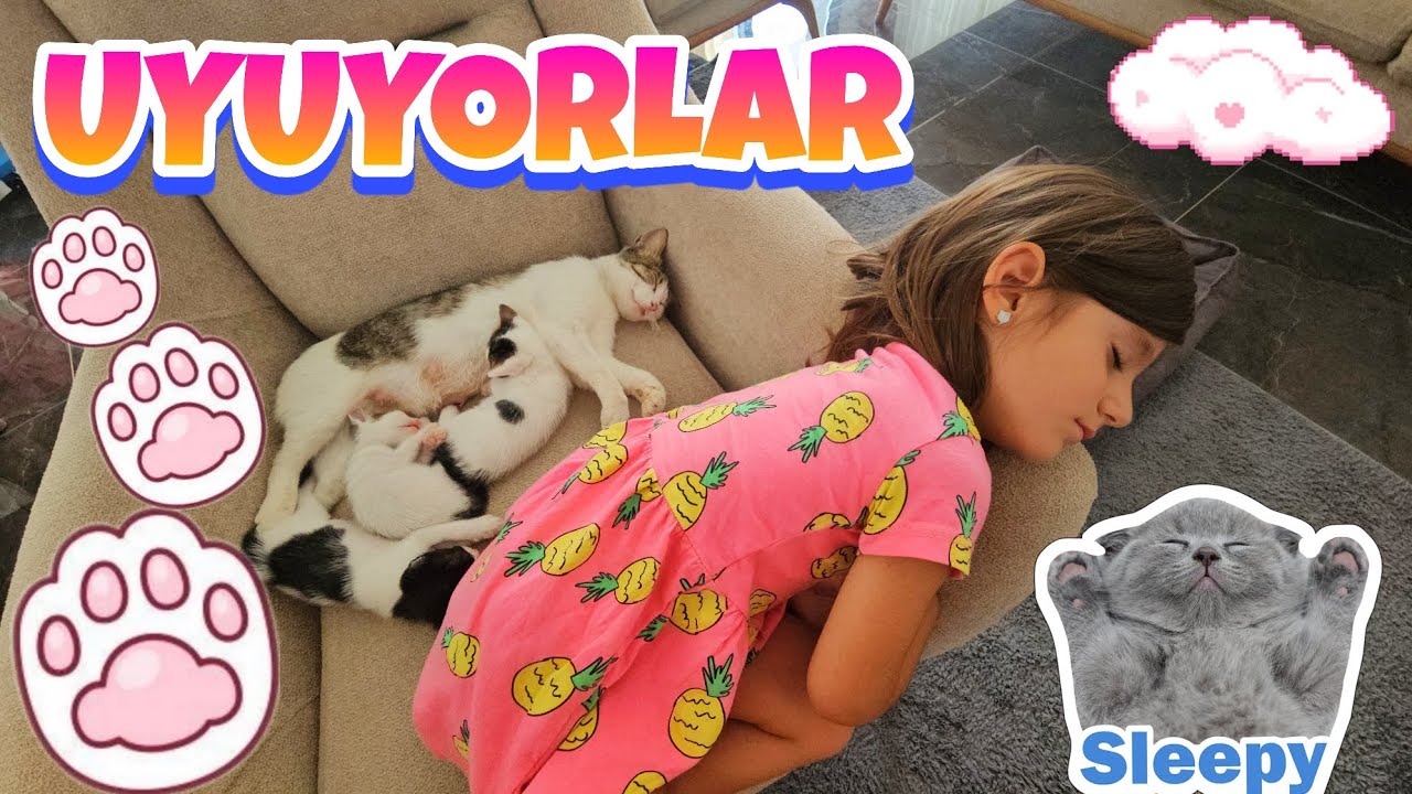 Eva ve Yavru Kediler Koltukta Uyuyakaldılar - Eva'nın Günlüğü