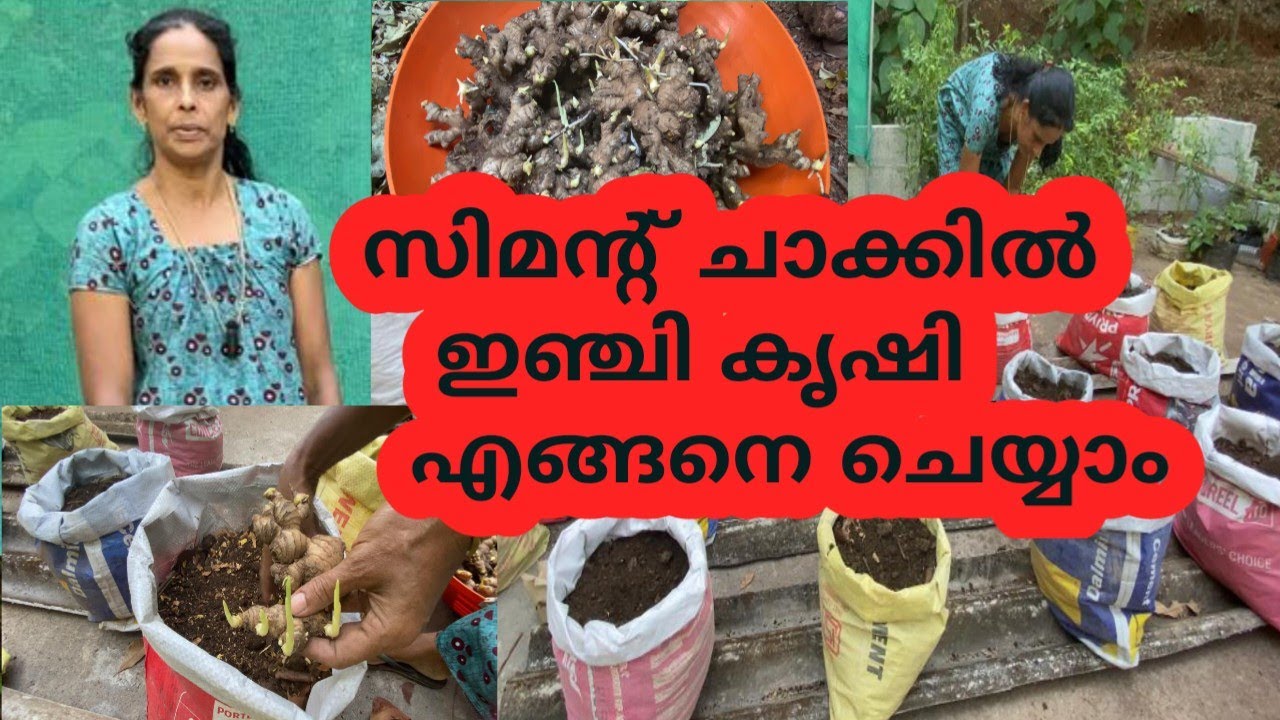 സിമന്റ് ചാക്കിലെ ഇഞ്ചി കൃഷി 100% മേനി വിളവ് | Inchi Krishi Malayalam | Ginger Cultivation