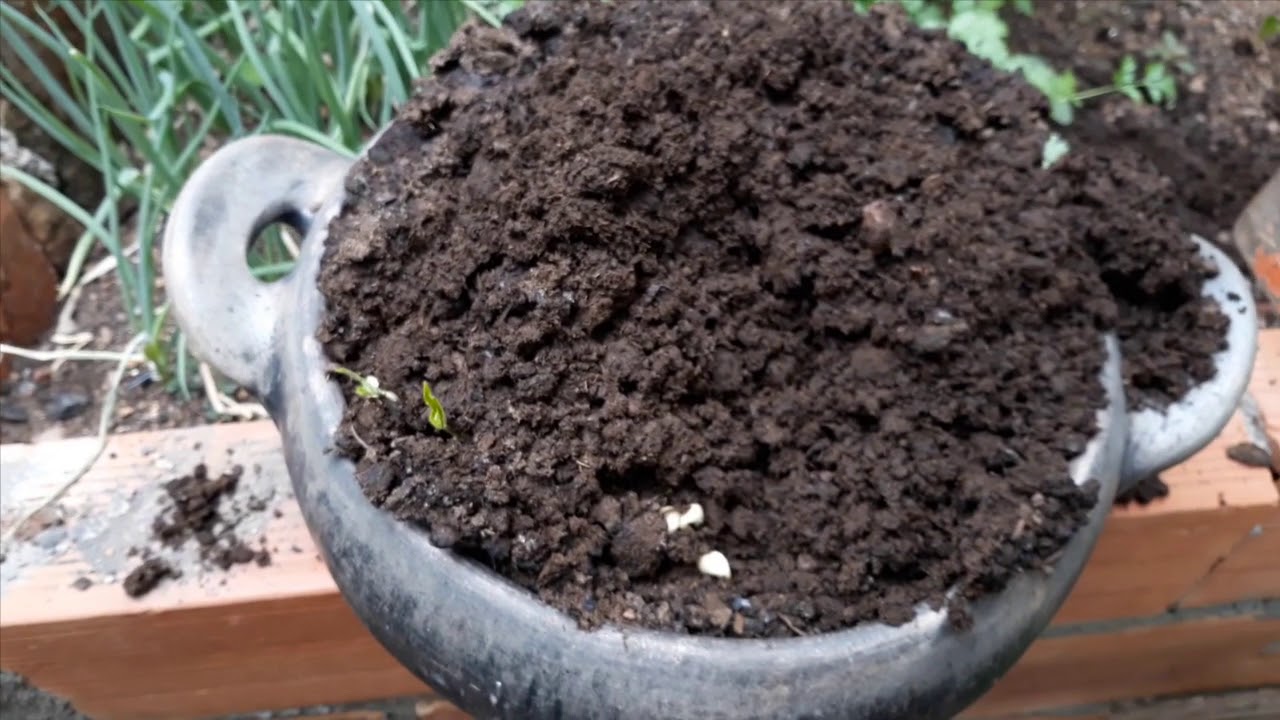 Como cultivar broto de feijão (Moyashi) do modo mais simples!