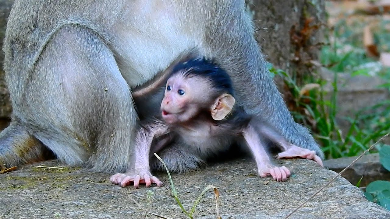 poor life of baby monkey