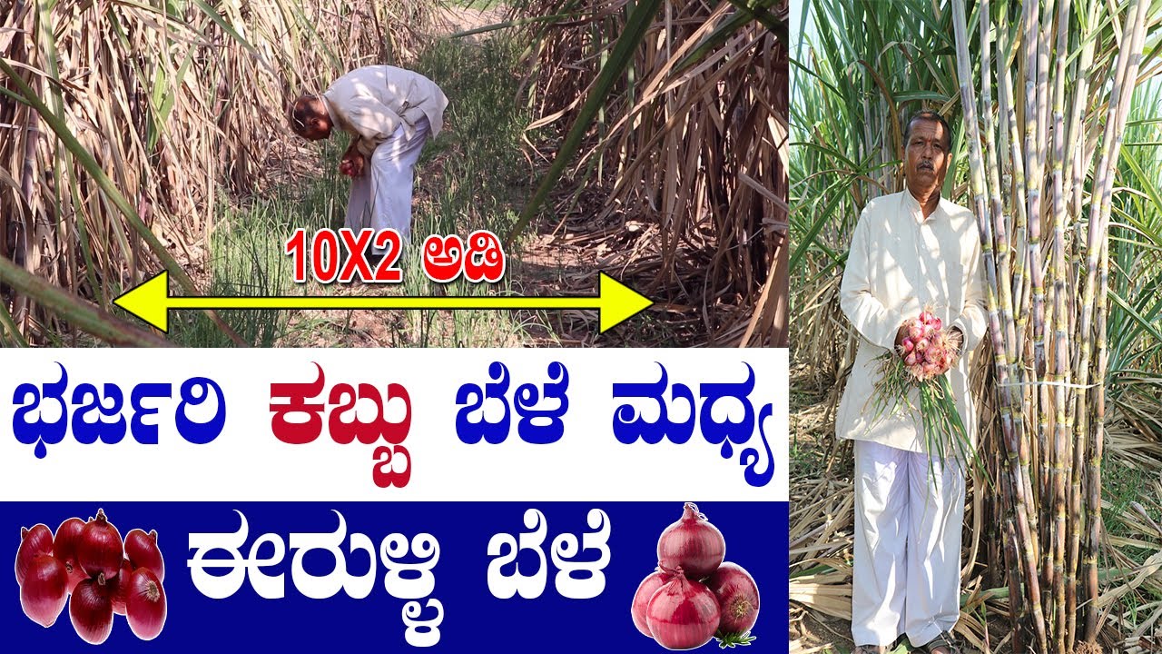 ಇವರು ಮಾರಿದ್ದು ಸಾವಿರಾರು ಟನ್ ರಾಸಾಯನಿಕ, ಈಗ? He has sold thousands of tons of chemical fertilizers, now?