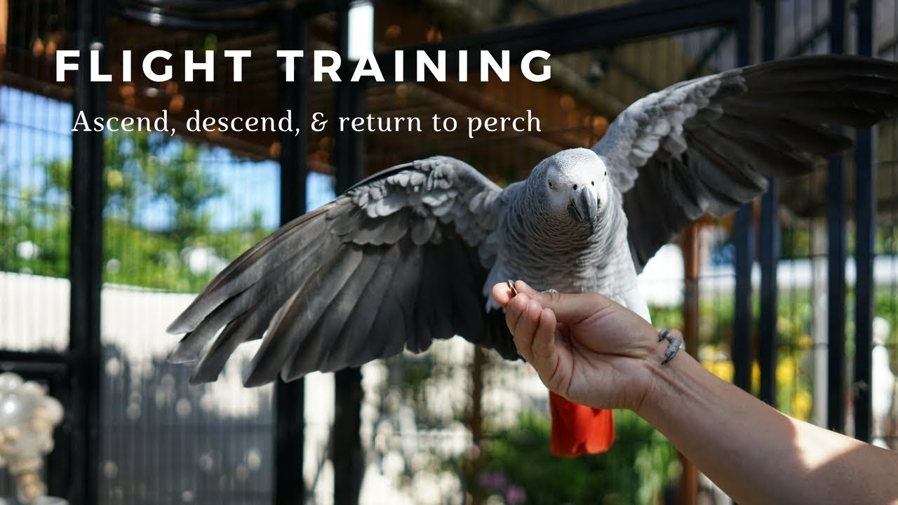 Flight Training & Recall (Part II)