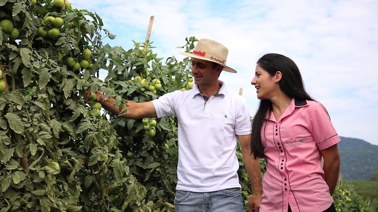 Testes com produtos não-químicos no tomate!