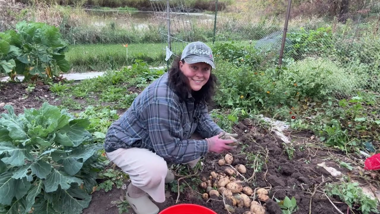 Сегодня день сбора урожая!! Наконец-то выкапываю картошку 🥔❤️Кеннебек и красный Понтиак EEeppppp....