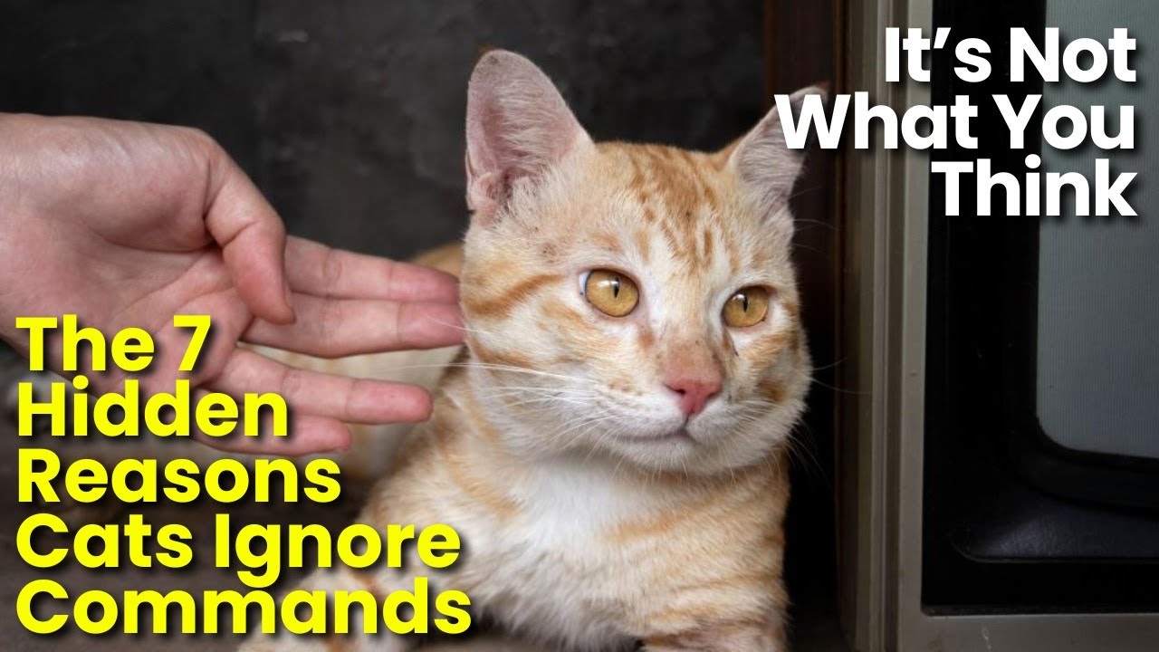The 7 Hidden Reasons Cats Ignore Commands (It’s Not What You Think)