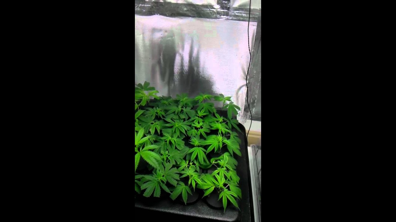 New Gardens: The Lab