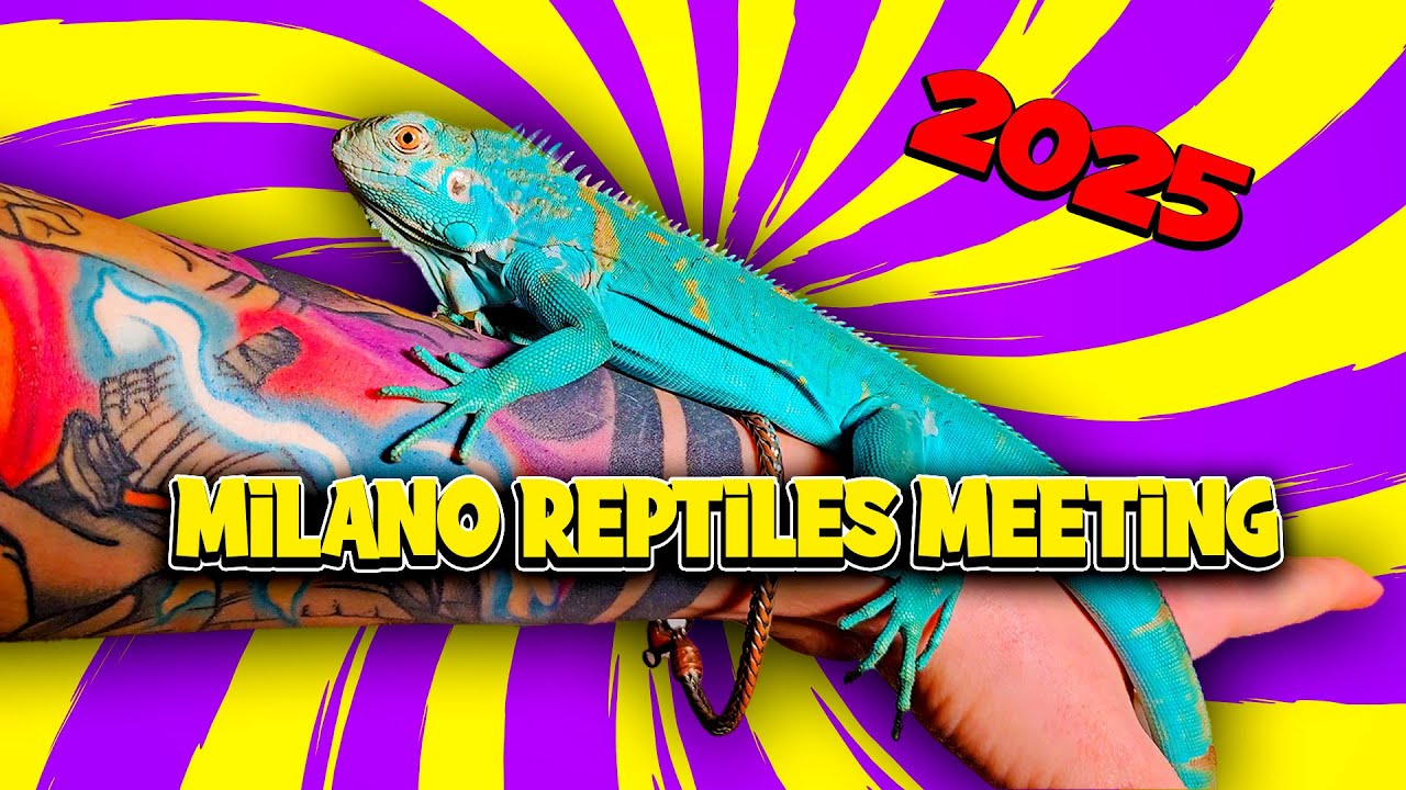 Ho Preso un'IGUANA BLU
