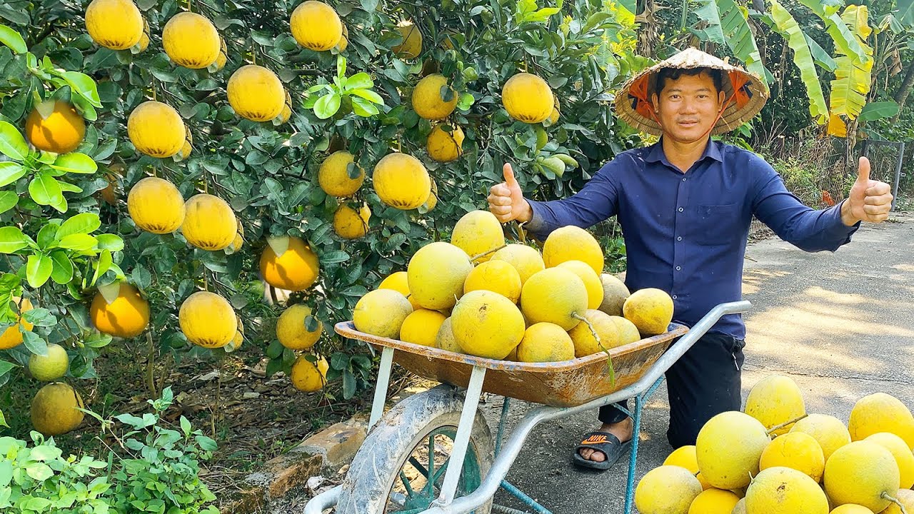 Harvesting Grapefruit At My Farm @KiBoFarm