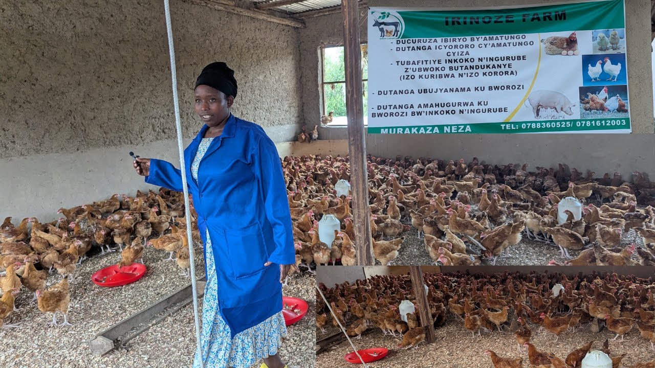Yaretse Akazi ajya Korora Inkoko🚀 Yatangiriye k'Unkoko 500 🐓 None Afite 5,000 🐔 