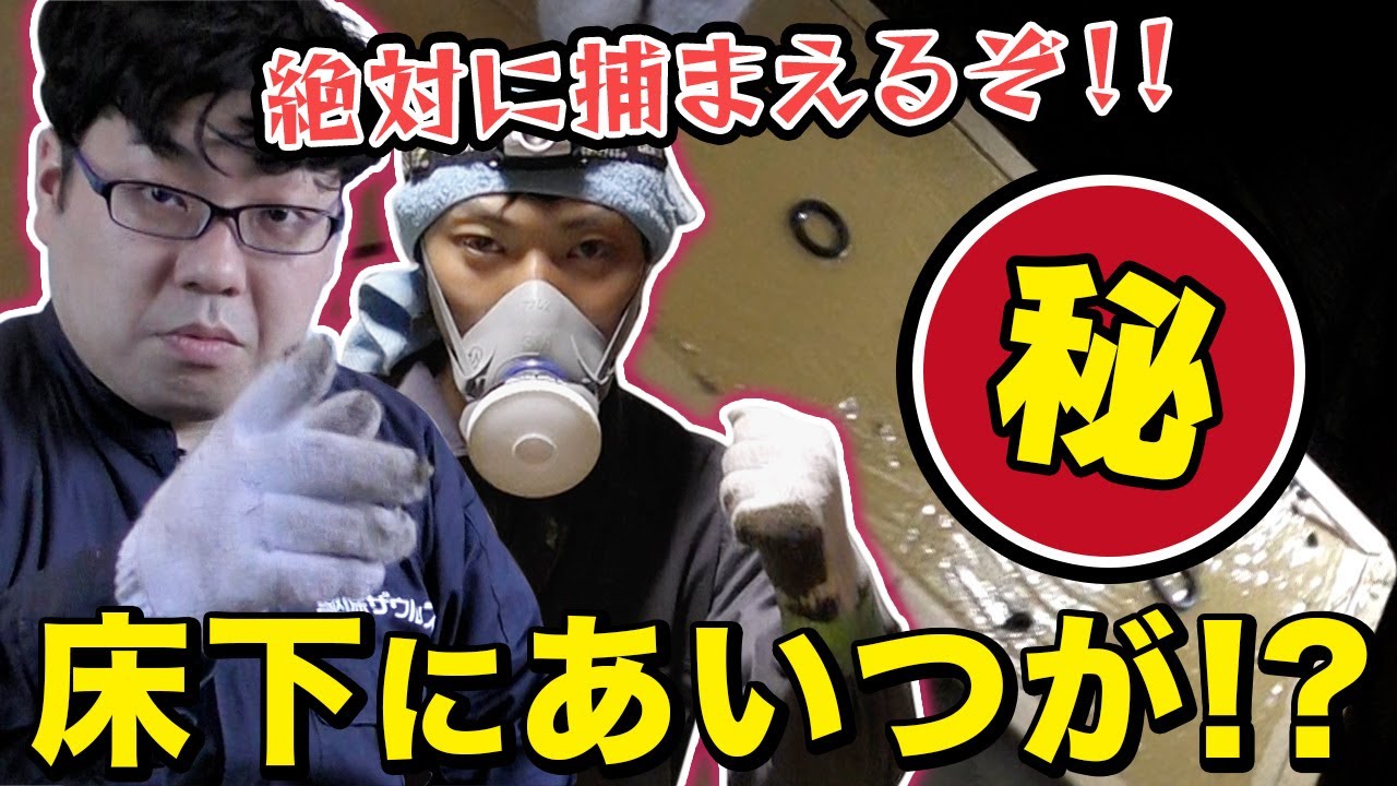 【ネズミ駆除】ネズミ駆除現場にギアッチョが潜入！!  後編