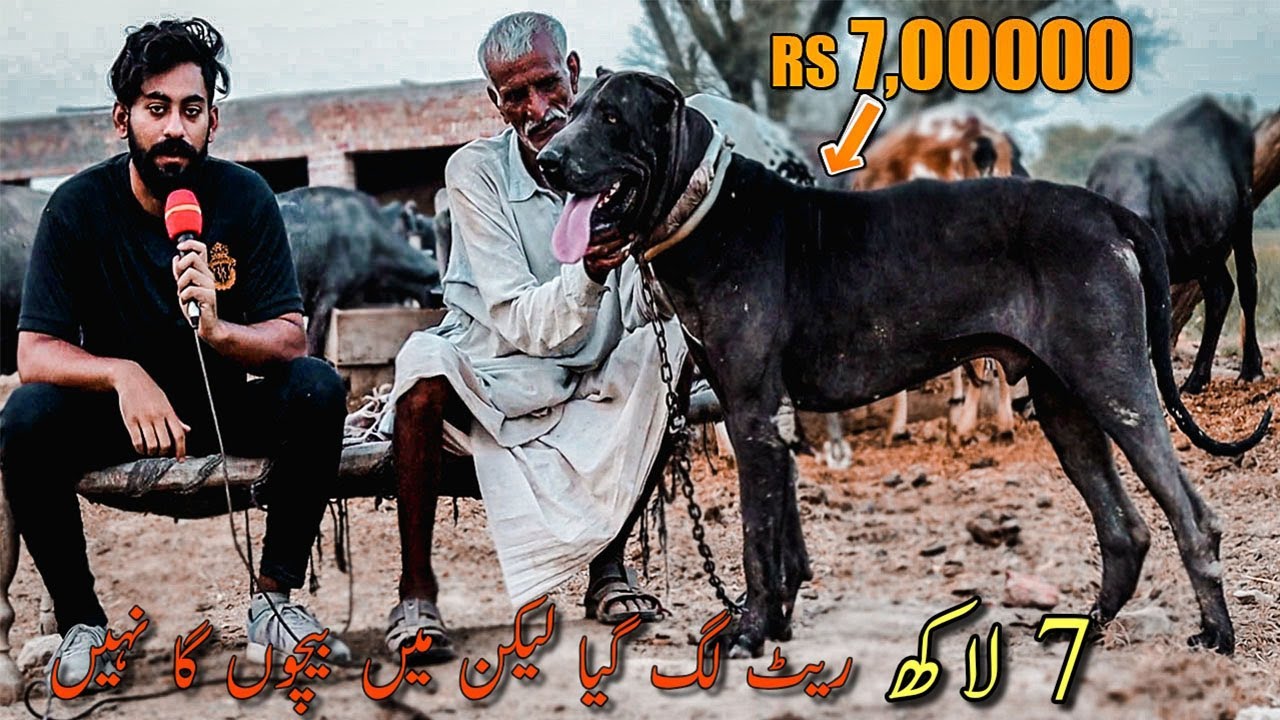 Pure Desi Bully Kutta 7 Lakhia Interview 2021 || Champion Bully Kutta || Fighter Bully Kutta
