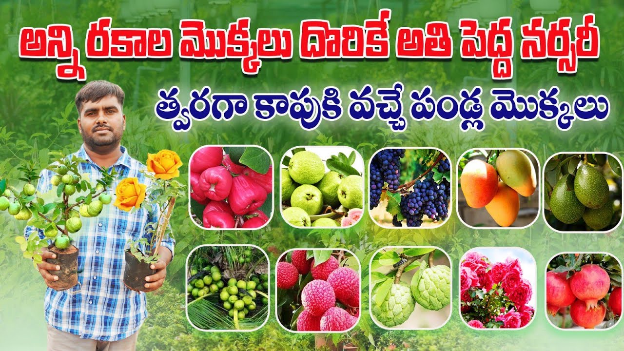 హైదరాబాద్ కు దెగ్గరలో అన్ని రకాల మొక్కలు దొరికే నర్సరీ | All Types of Fruit Plants | AgriTech Telugu