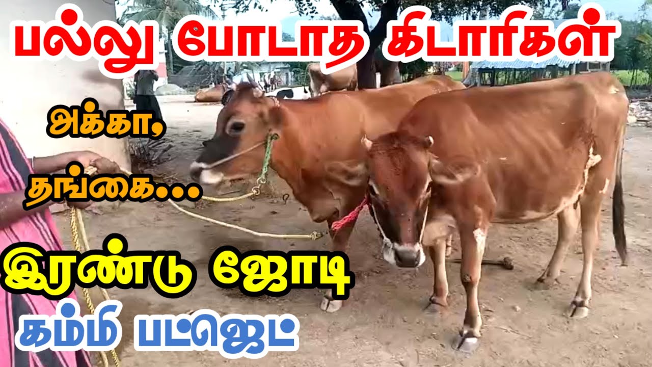 பல்லு போடாத தல ஈத்து கிடாரிகள் இரண்டு ஜோடிகள் விற்பனைக்கு வந்துள்ளது, குறைந்த விலைக்கு #Jersey #cow