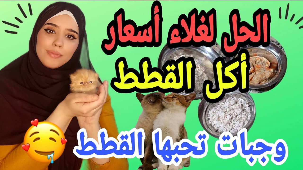أفضل وجبات تحبها القطط أكل منزلي للقطط صحي ومفيد ورخيس جدا