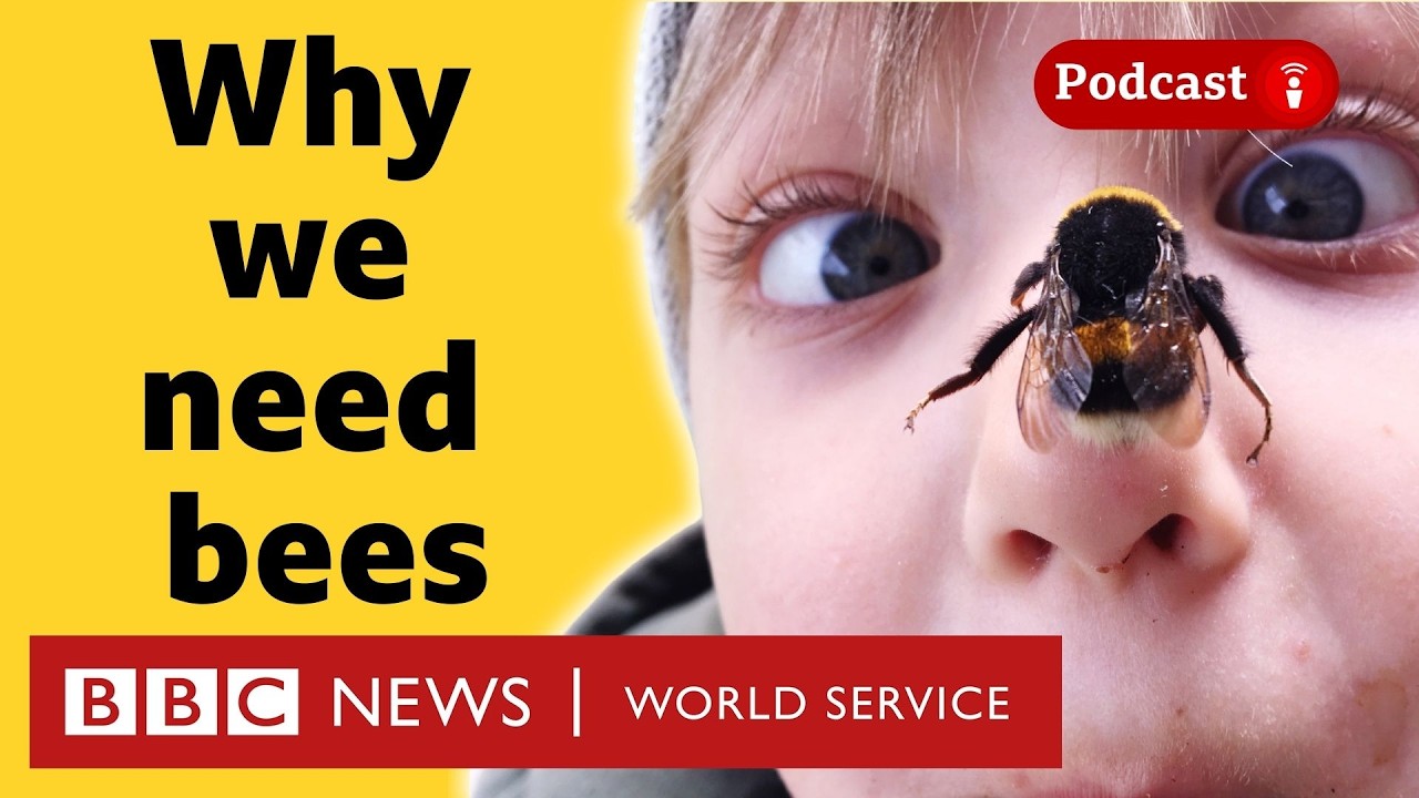 Wild bees are in trouble (and we could be too) - What in the World podcast, BBC World Service