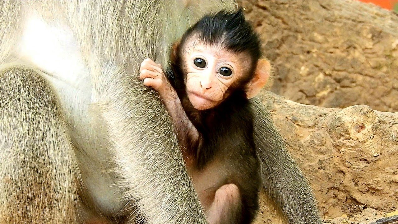 Baby Monkey Ale Too Small Need More Care From Mom Monkey Angel