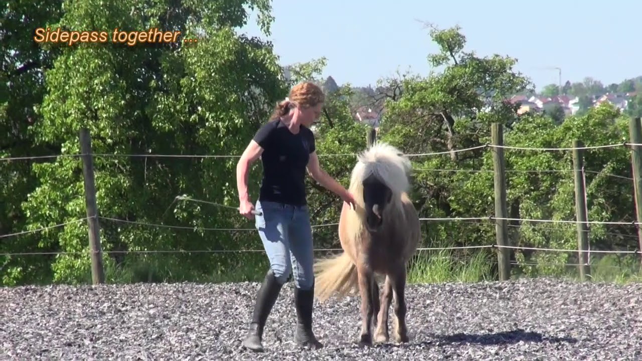Susanne Lohas und Partbred-Shetty Rembrandt - Freiheitsdressur liberty
