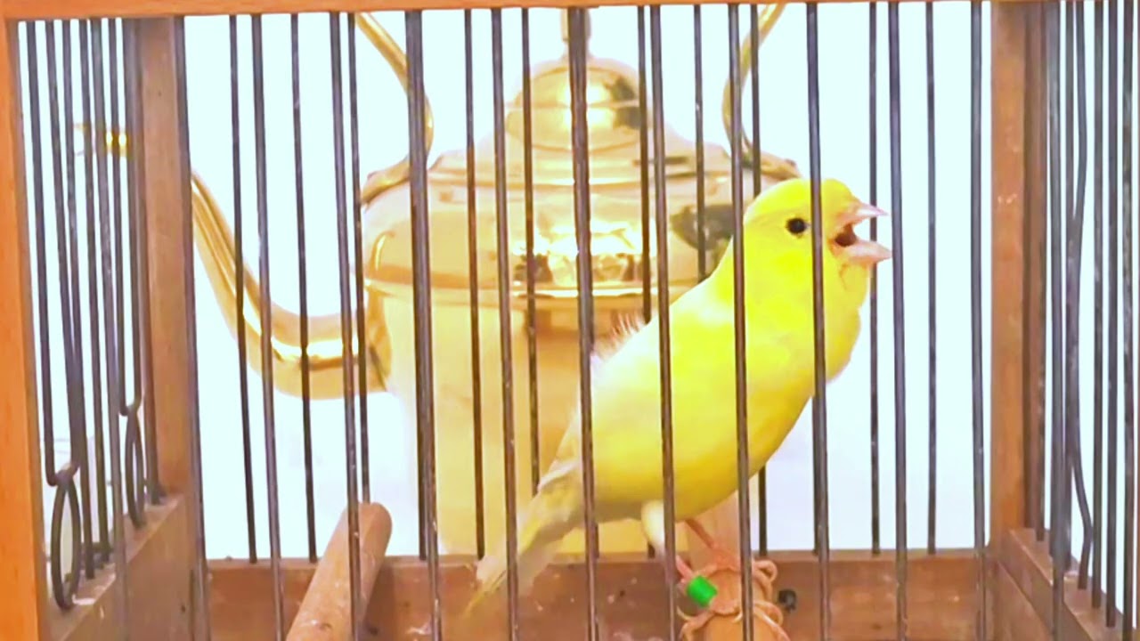 morocco  timbrado canary singing