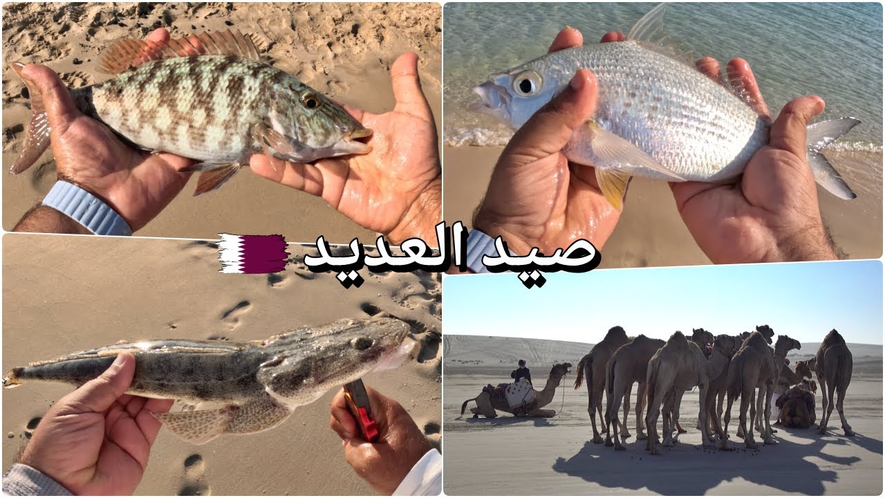 صيد العديد مع الاحداثيات ،  قطر Inland Fishing & spots location , Qatar