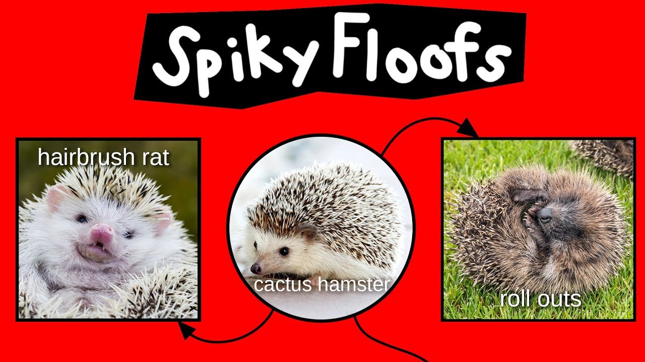 Spiky Floofs, Cactus Hamsters & Heb Hobs—Internet Names for Hedgehogs