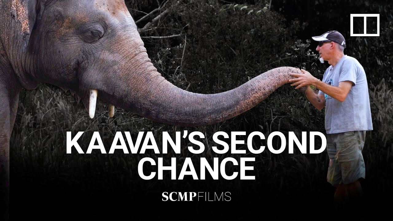 'Happy to be where he is': Kaavan the elephant's new lease on life in Cambodian sanctuary