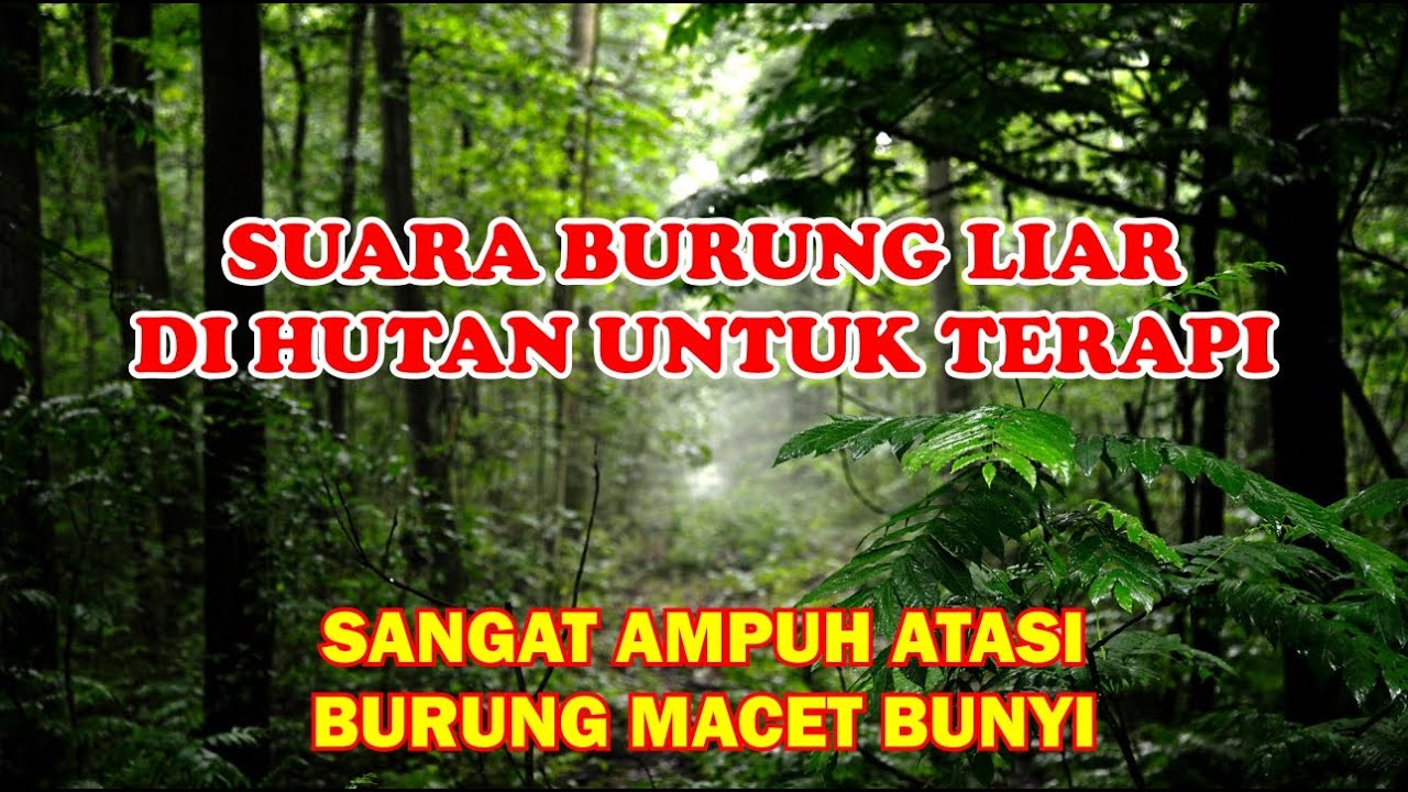 suara burung di alam liar dan suara hutan untuk terapi burung stres macet bunyi
