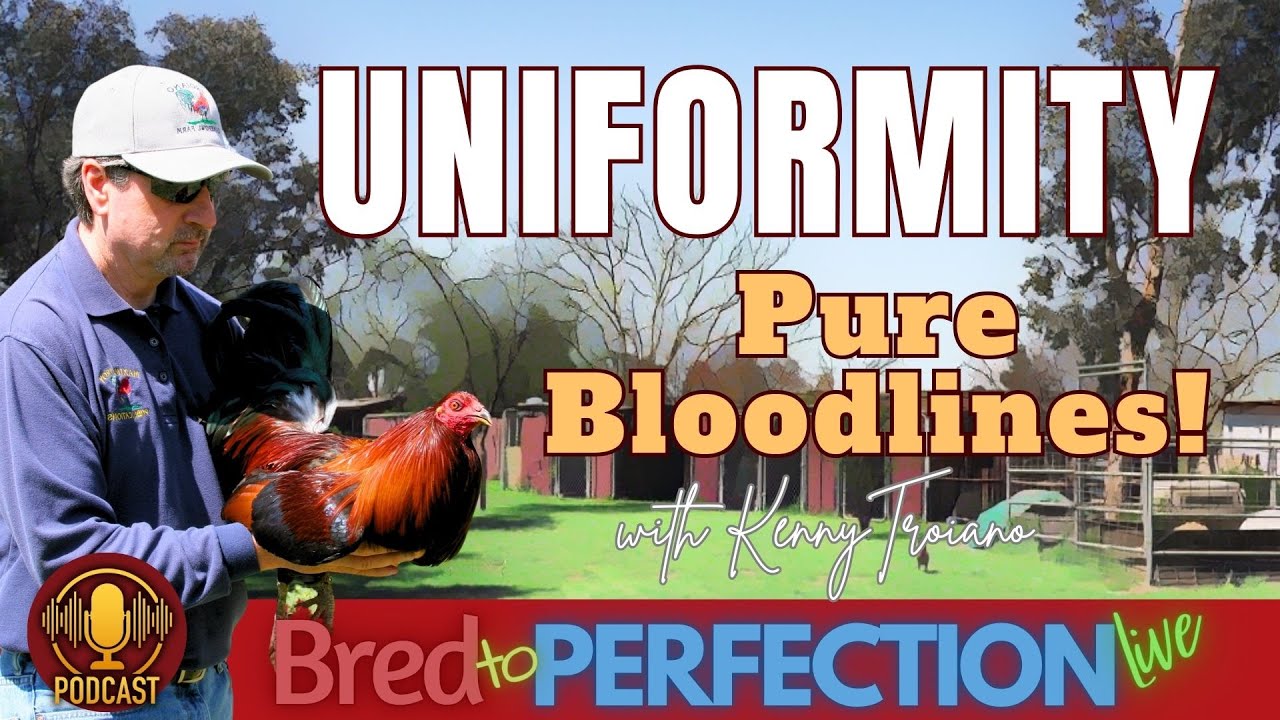 Ep201 - Uniformity and Purity - Building Up a New Breed - Lessons from Hagedoorm