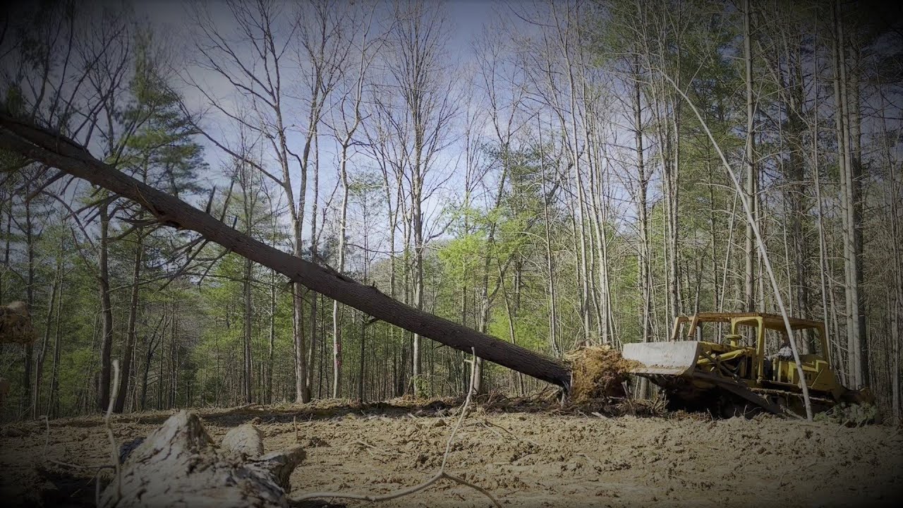 Allis Chalmers HD11 Dozer uprooting trees