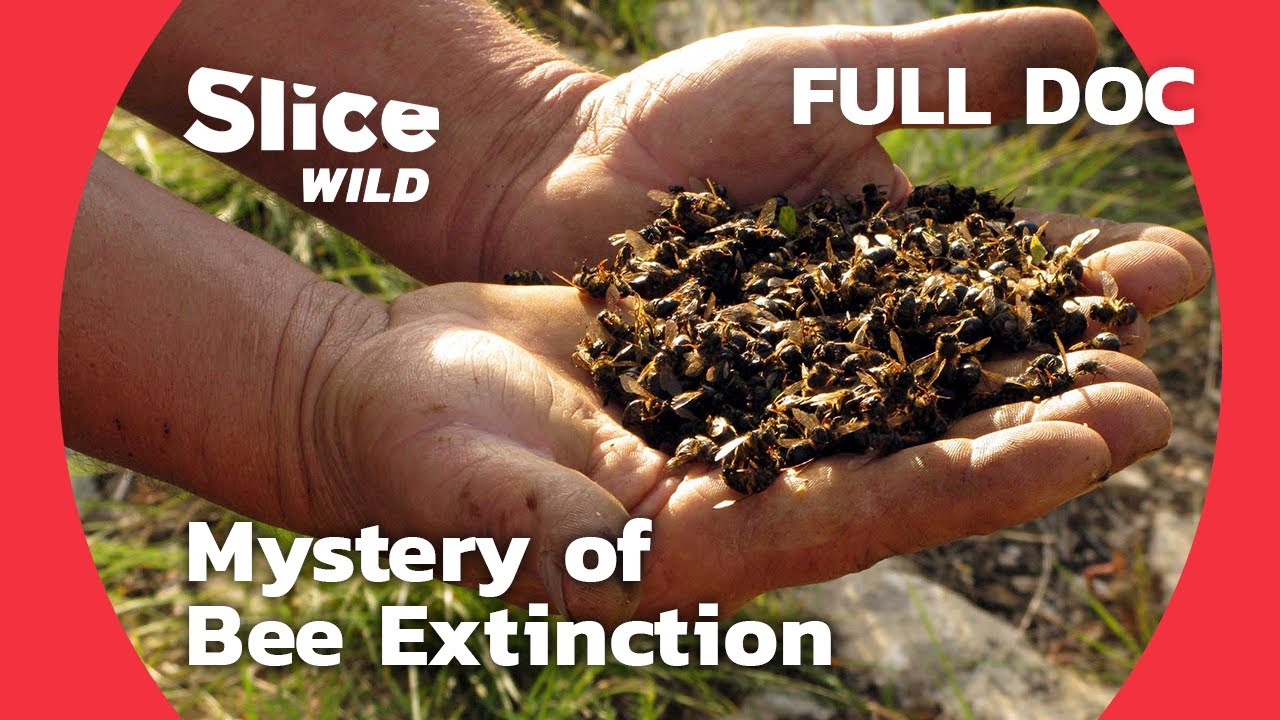 Analysis the International Bee Extinction Crisis | SLICE WILD | FULL DOC