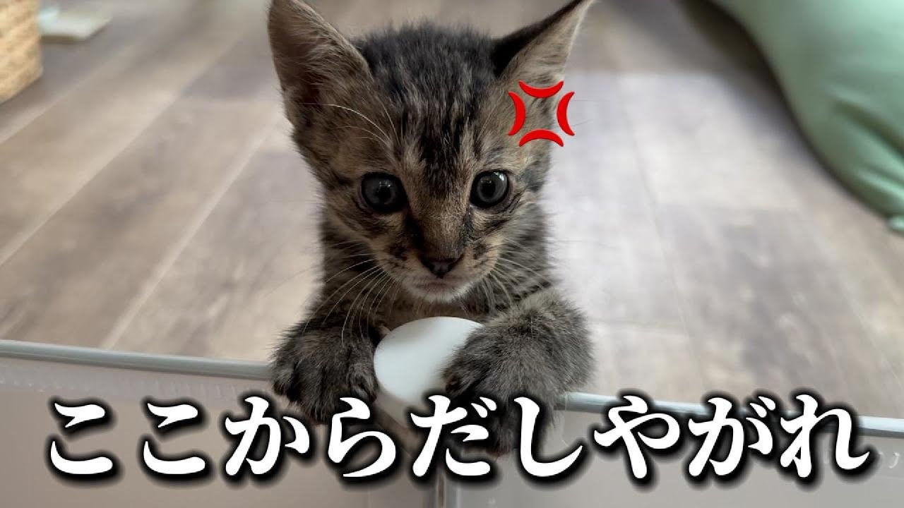 行手を阻むバリケード。果たして突破できるのか？くぅちゃんの孤独な戦い