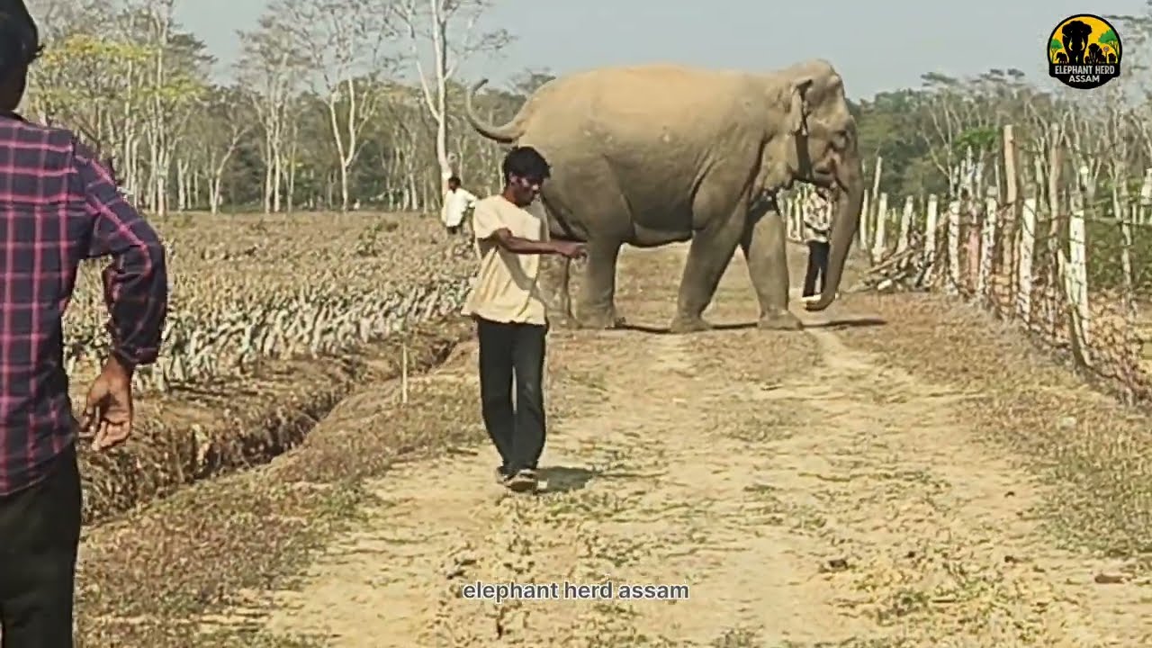 January 20, 2026 ||elephant herd assam