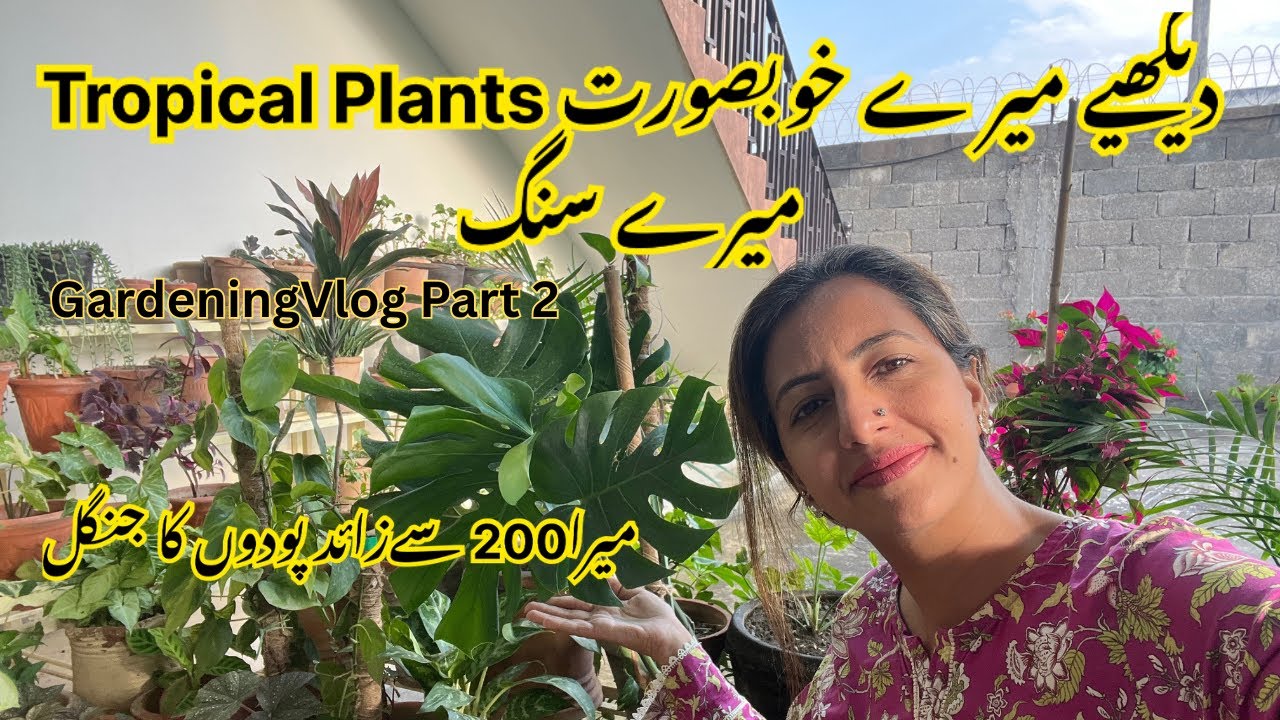 My House Plants Tour 2025- part 2 | My Garden Overview Part 2 | Indoor Plants | Plants and Pleasure