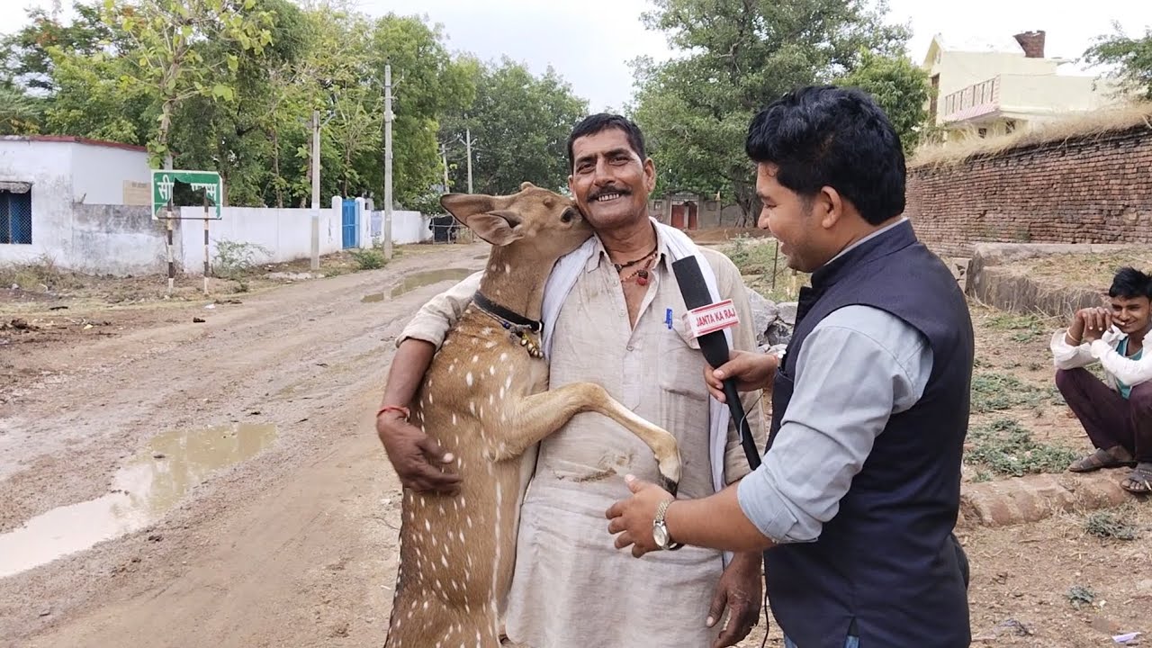ये हिरण और कुत्ता एक बिस्तर पर सोते हैं।