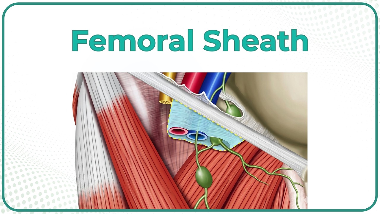 Femoral sheath Anatomy Animation : USMLE Step 1 Review