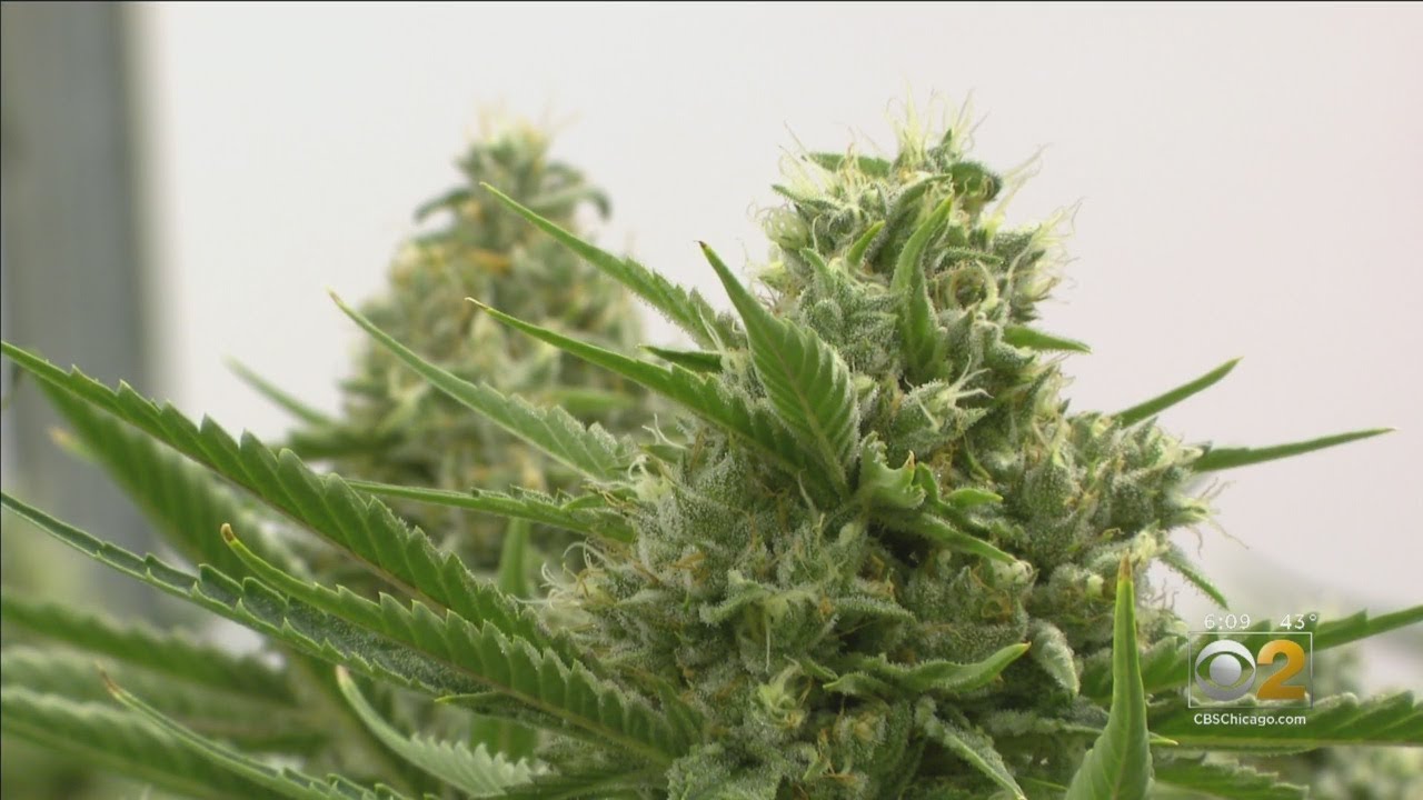 Illinois Medical Marijuana Dispensaries Limit Sales