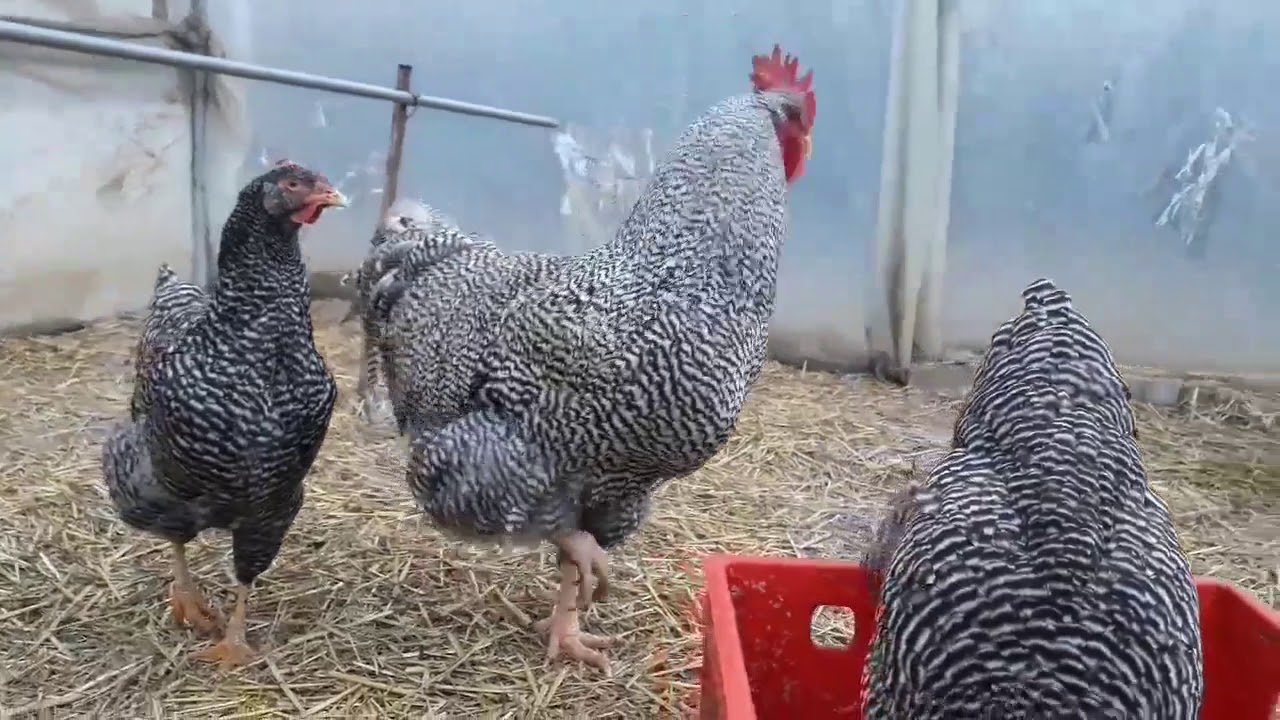 Amrock chicken 4