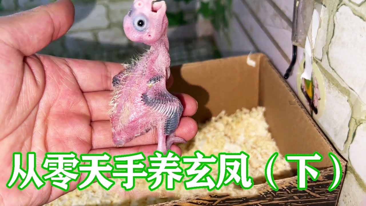 从零天开始手养玄凤（下）：小家伙们越养越乖，开始长羽毛，就会自己哄自己睡觉了【一只小皮皮呀】