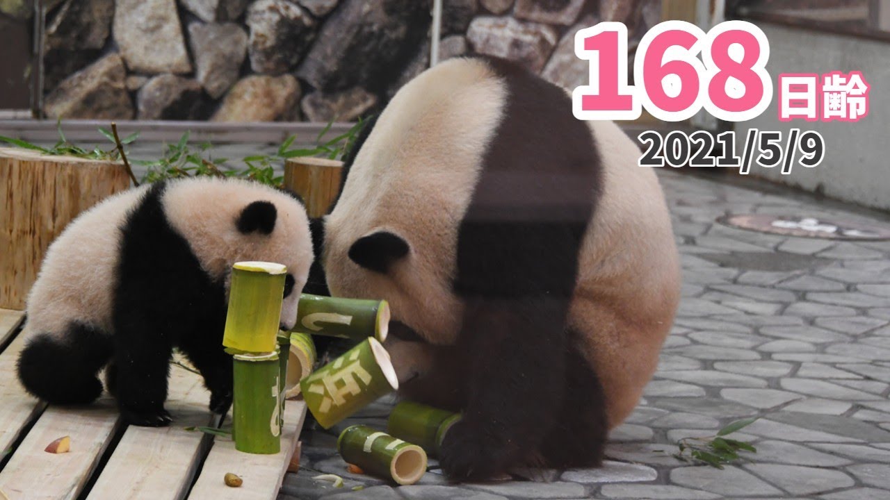 【パンダの赤ちゃん（楓浜）】破壊王、現る！！！（168日齢）