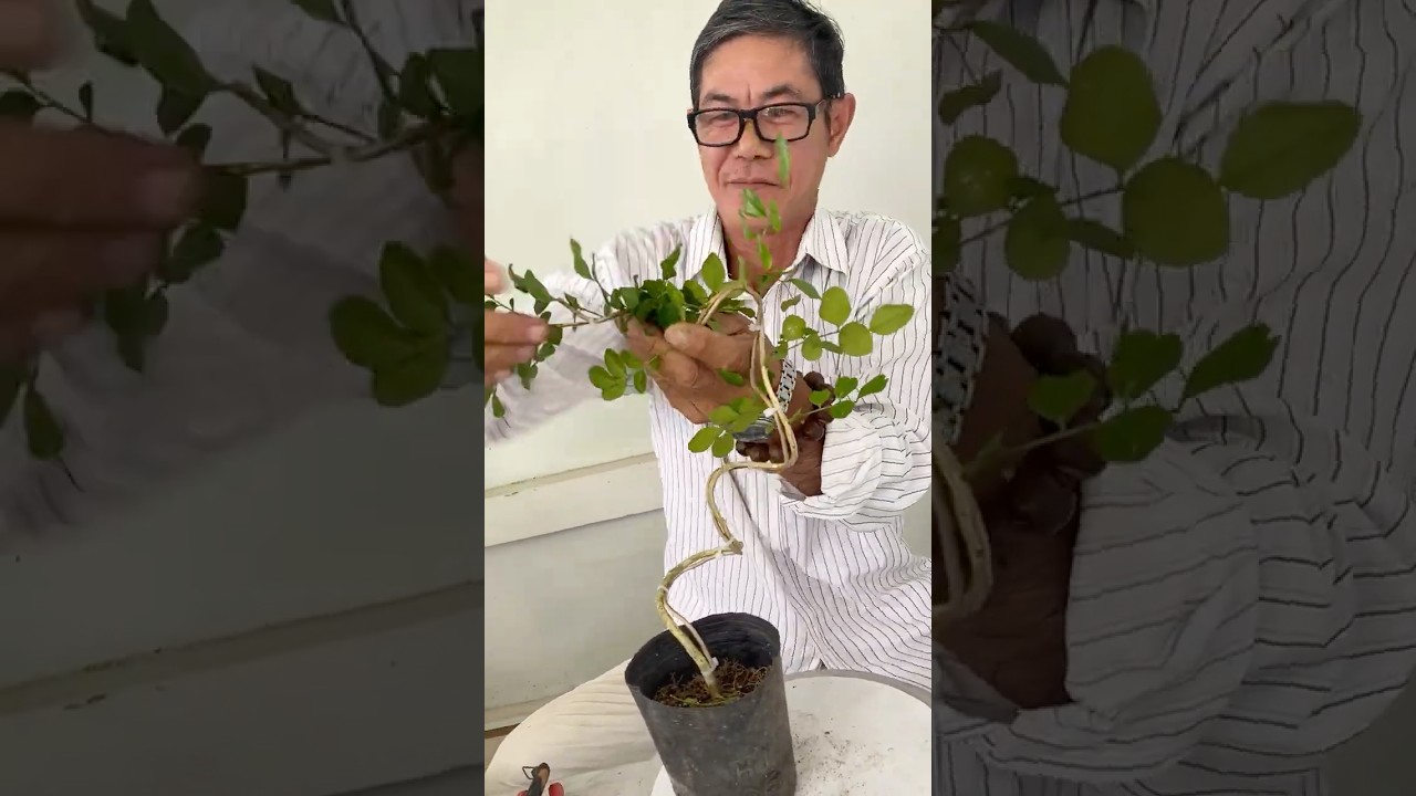 How to create a dragon shape for Orange Jasmine #bonsaitips #bonsaiideas #bonsaitree #diybonsai