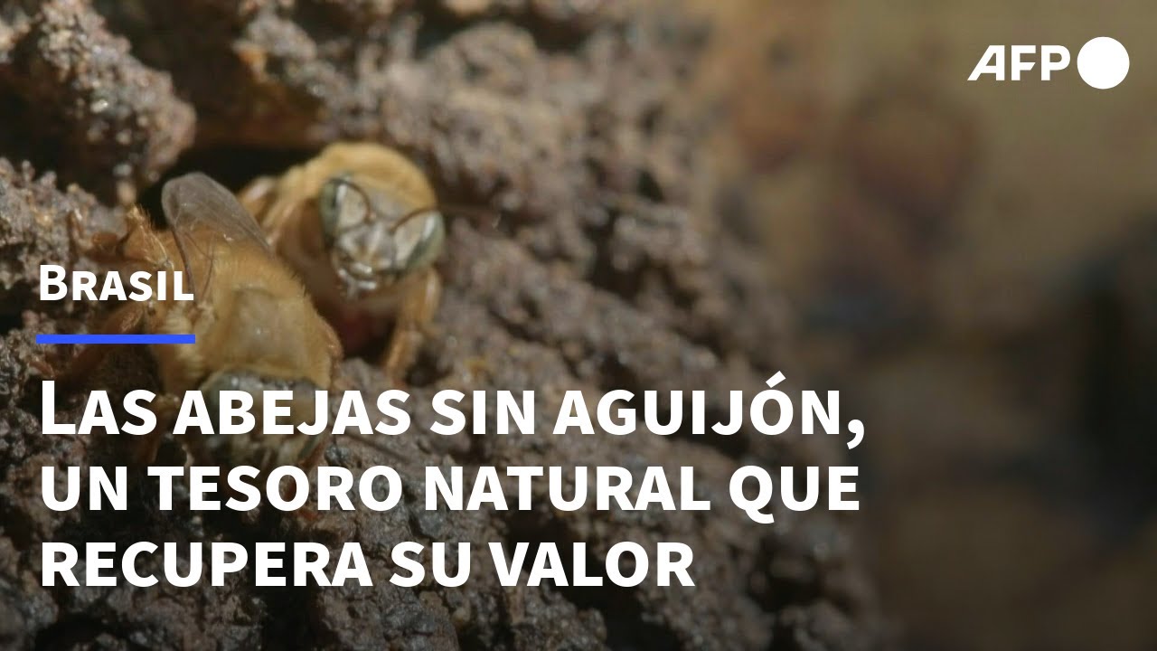 Abejas sin aguijón, un tesoro poco conocido de Brasil | AFP
